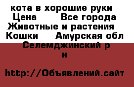 кота в хорошие руки › Цена ­ 0 - Все города Животные и растения » Кошки   . Амурская обл.,Селемджинский р-н